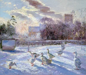 Wintergänse in Church Meadow